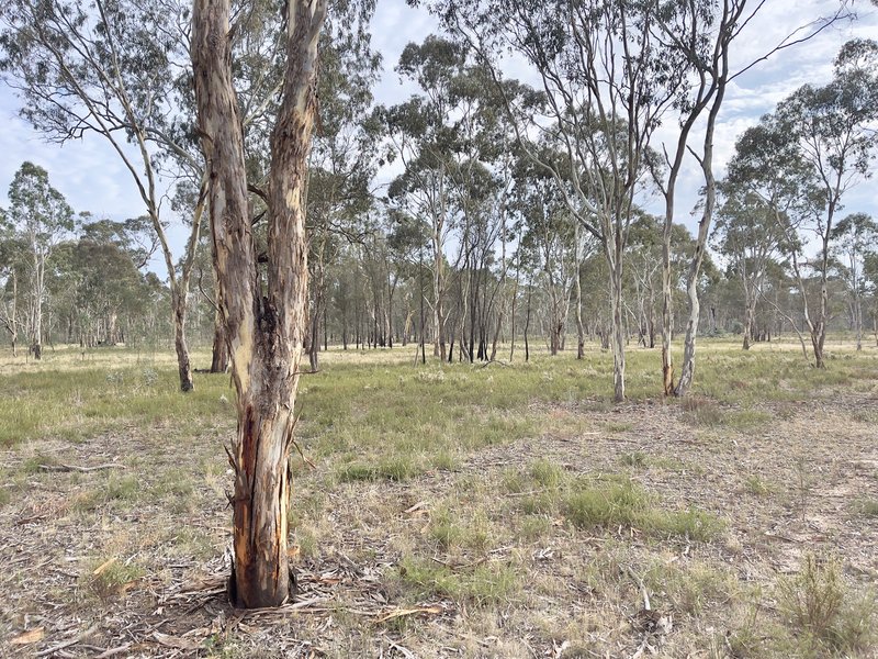 Photo - Lot 20 Danbys Road, Bangham SA 5268 - Image 18