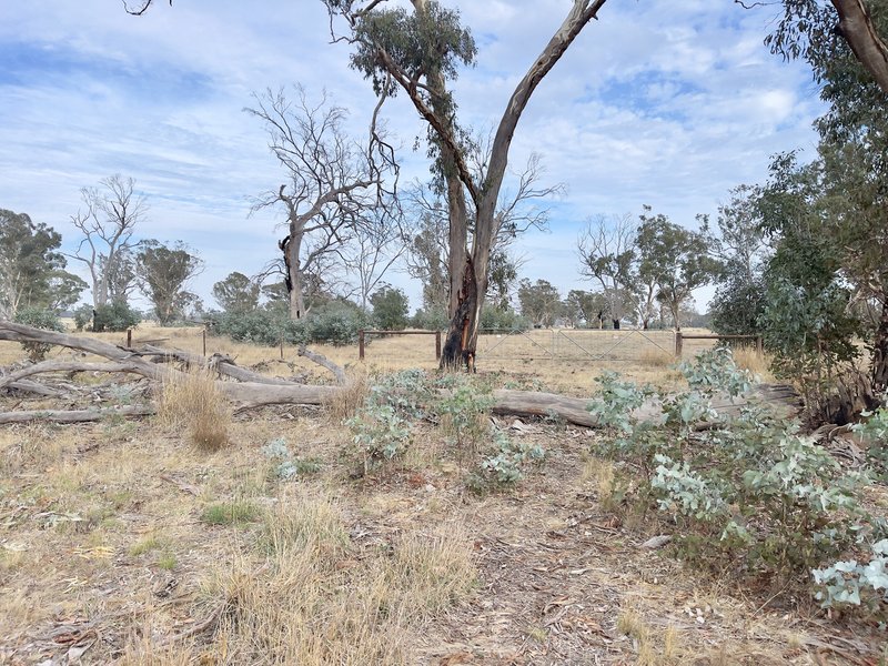 Photo - Lot 20 Danbys Road, Bangham SA 5268 - Image 20