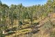 Photo - Lot 20, Lot 21, Lot And Lot 25 Cowdery Street, Cobargo NSW 2550 - Image 18