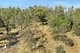 Photo - Lot 20, Lot 21, Lot And Lot 25 Cowdery Street, Cobargo NSW 2550 - Image 19