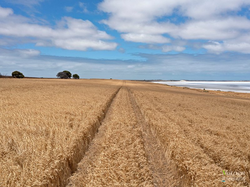 Photo - Lot 201 Gypsum Pit Road, Honiton Via , Yorketown SA 5576 - Image 14