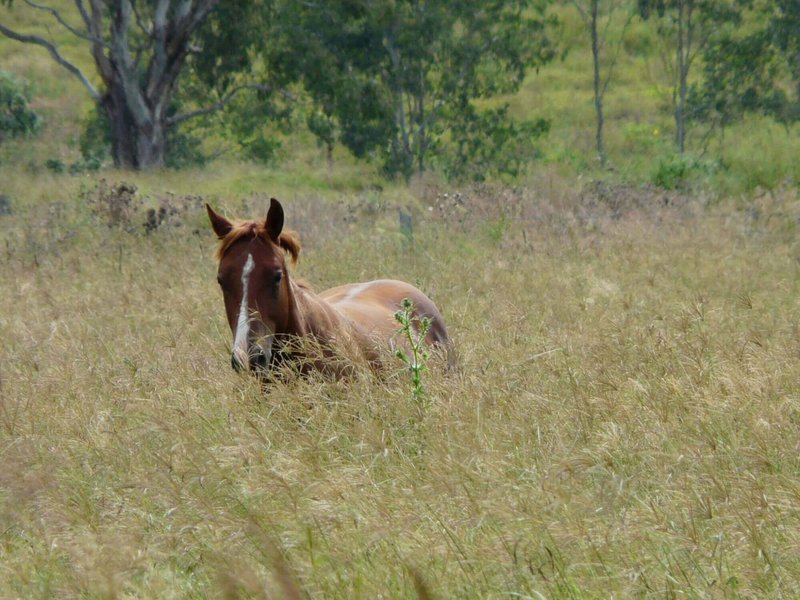 Photo - Lot 21 Kooralbyn Road, Laravale QLD 4285 - Image 11