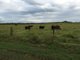 Photo - Lot 21 Pleystowe School Road, Pleystowe QLD 4741 - Image 4