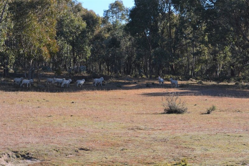 Photo - Lot 217 Redground Road, Crookwell NSW 2583 - Image 23