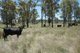 Photo - Lot 218 Old Rosemount Road, Brymaroo QLD 4403 - Image 1