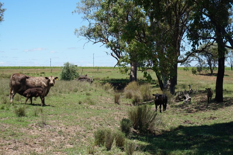 Photo - Lot 218 Old Rosemount Road, Brymaroo QLD 4403 - Image 12