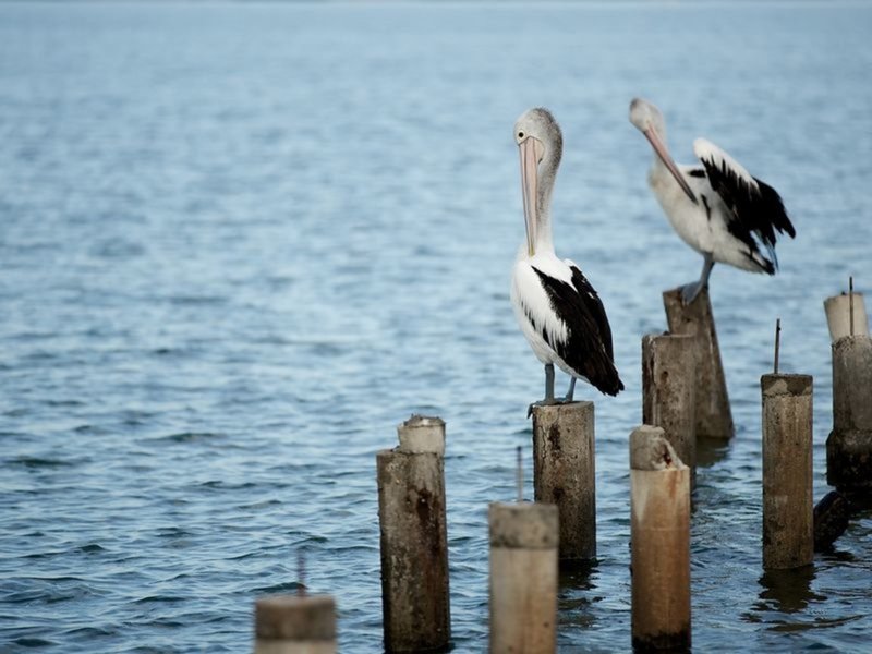 Photo - Lot 23 26 Somersby Court, Birkdale QLD 4159 - Image 2