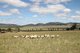 Photo - Lot 238 Deeks Road, Werris Creek NSW 2341 - Image 6