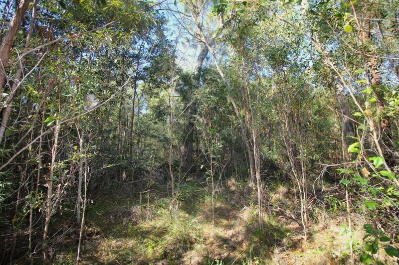 Photo - Lot 25 Matchbox Road, Deepwater QLD 4674 - Image 24