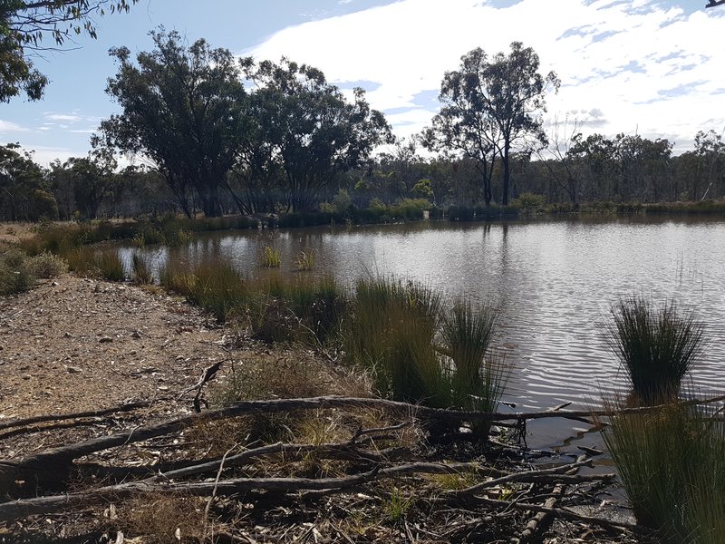 Photo - Lot 28 Mosquito Creek Road, Mosquito Creek QLD 4387 - Image 13