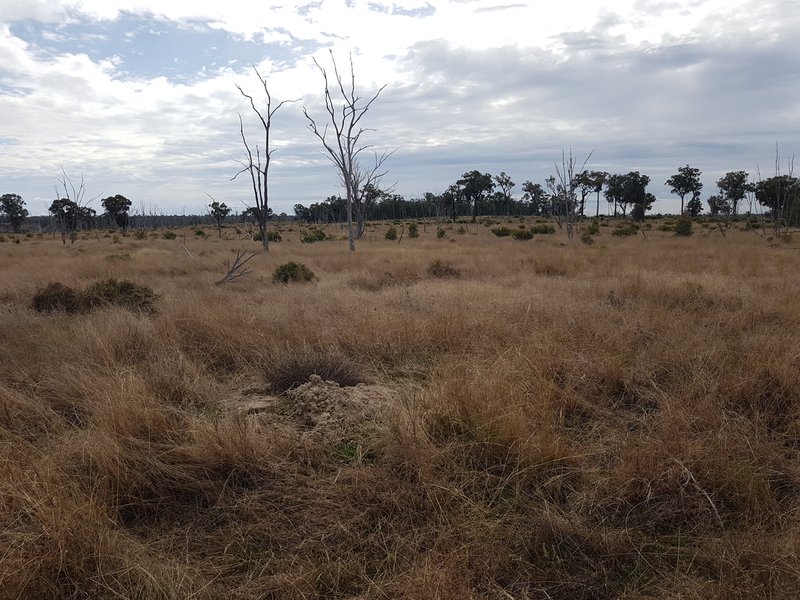 Photo - Lot 28 Mosquito Creek Road, Mosquito Creek QLD 4387 - Image 35