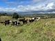 Photo - Lot 295 Schick Road, Thornville QLD 4352 - Image 3