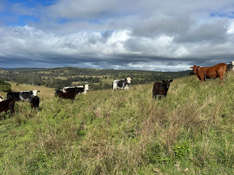 Photo - Lot 295 Schick Road, Thornville QLD 4352 - Image 21