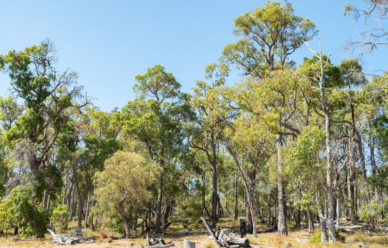 Photo - Lot 3001 Hopkins Road, Chapman Hill WA 6280 - Image 7