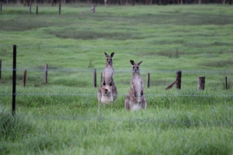 Photo - Lot 304 Limeburners Creek Road Boat Falls Estate , Clarence Town NSW 2321 - Image 1
