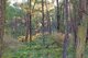 Photo - Lot 33 Egans Road, Nelligen NSW 2536 - Image 3