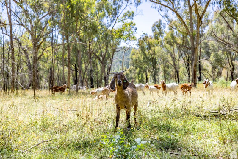 Photo - Lot 34/DP755853 Walteela Rd , Tumbarumba NSW 2653 - Image 19