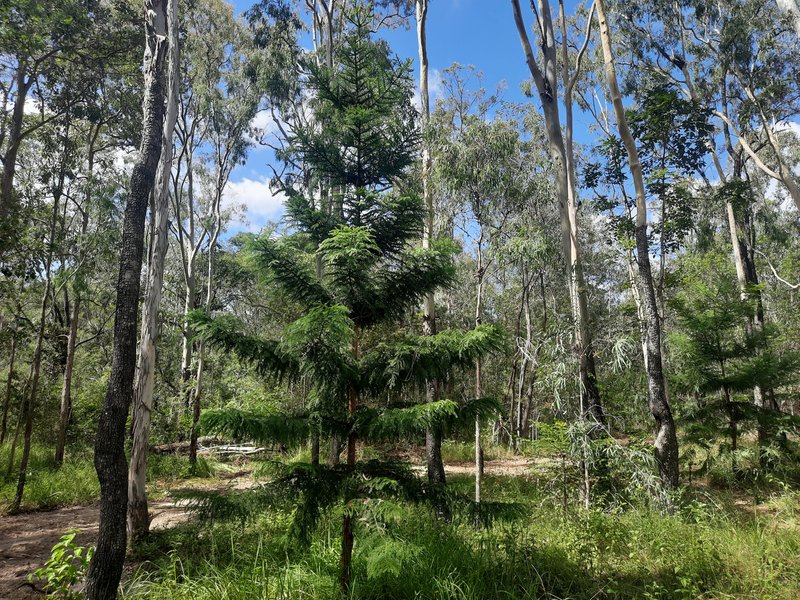 Photo - Lot 36 Emu Creek Rd , Good Night QLD 4671 - Image 9