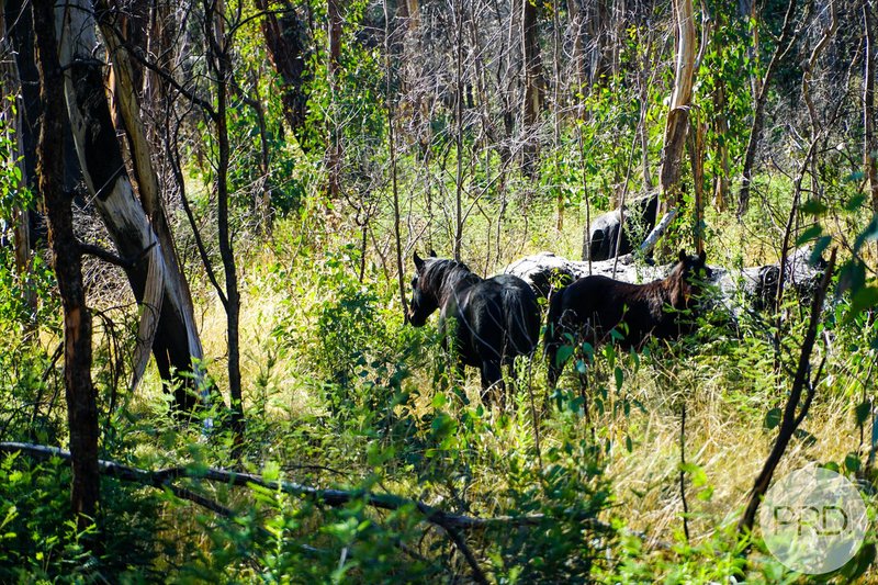 Photo - Lot 4 East Bago Powerline Road, Tumbarumba NSW 2653 - Image 9