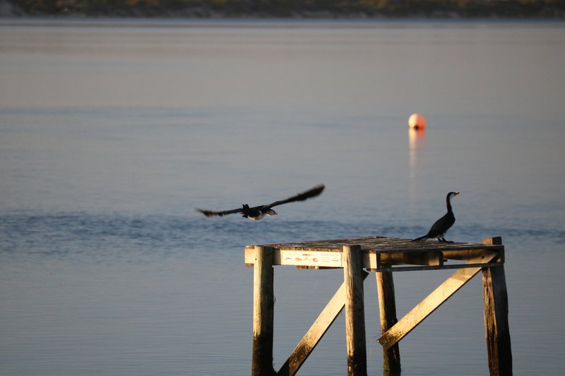 Photo - Lot 4 North East River Road, Palana TAS 7255 - Image 3