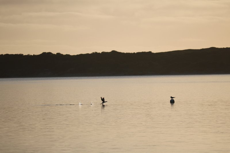 Photo - Lot 4 North East River Road, Palana TAS 7255 - Image 5