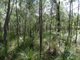 Photo - Lot 47 Matchboxroad , Deepwater QLD 4674 - Image 10