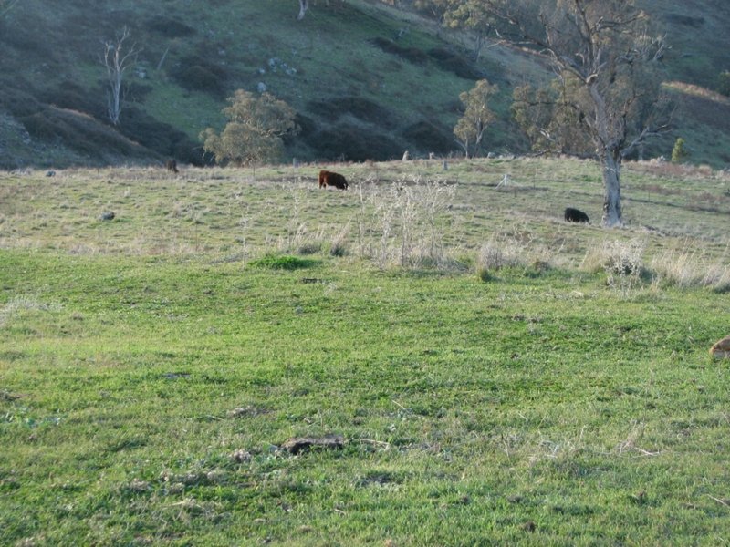 Photo - Lot 47 Yarrawarrah Road, Canowindra NSW 2804 - Image 3