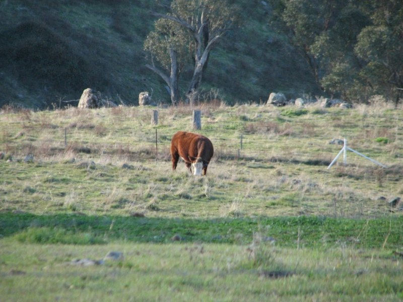 Photo - Lot 47 Yarrawarrah Road, Canowindra NSW 2804 - Image 4