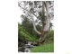 Photo - Lot 4B Soldiers Road, Poowong VIC 3988 - Image 3