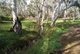 Photo - Lot 5 Speck Road, Cockatoo Valley SA 5351 - Image 14