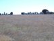 Photo - Lot 50 Grainstack Road, Stansbury SA 5582 - Image 1