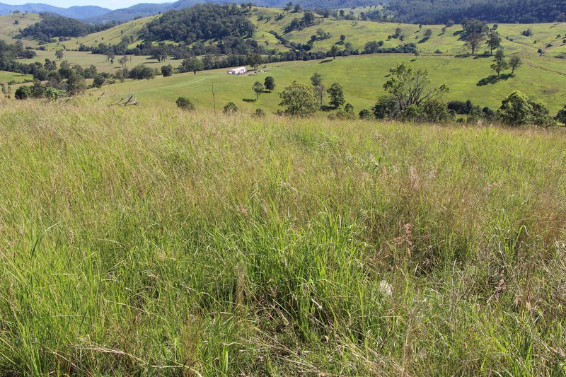 Photo - Lot 501 Callaghans Creek Road, Gloucester NSW 2422 - Image 15