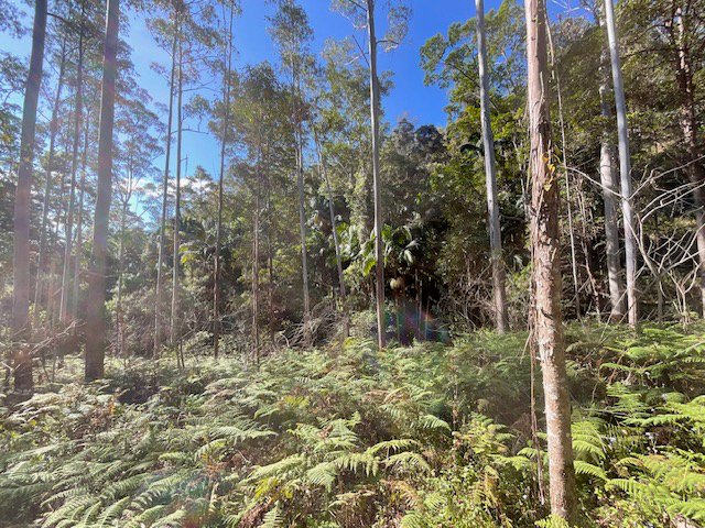 Photo - Lot 503 Cedarvale Road, , Sandy Creek QLD 4515 - Image 3