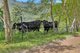 Photo - Lot 52 Curtis Road, Canungra QLD 4275 - Image 22