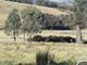 Photo - Lot 6 Clements Road, Woodstock NSW 2793 - Image 12