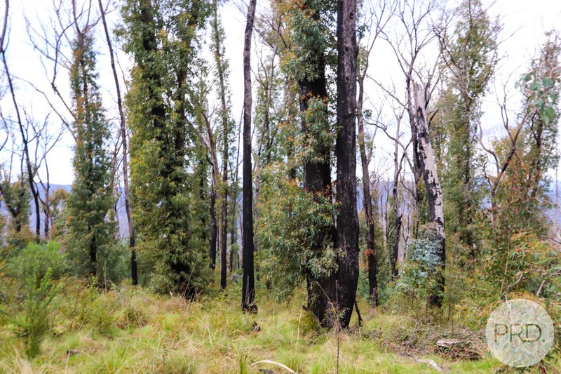 Photo - Lot 6 Moody'S Hill Road, Tumbarumba NSW 2653 - Image 9