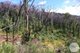 Photo - Lot 6 Moody'S Hill Road, Tumbarumba NSW 2653 - Image 15