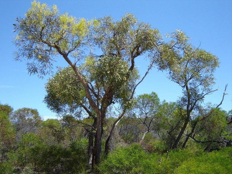 Lot 60, 147 River Loop, Jurien Bay WA 6516