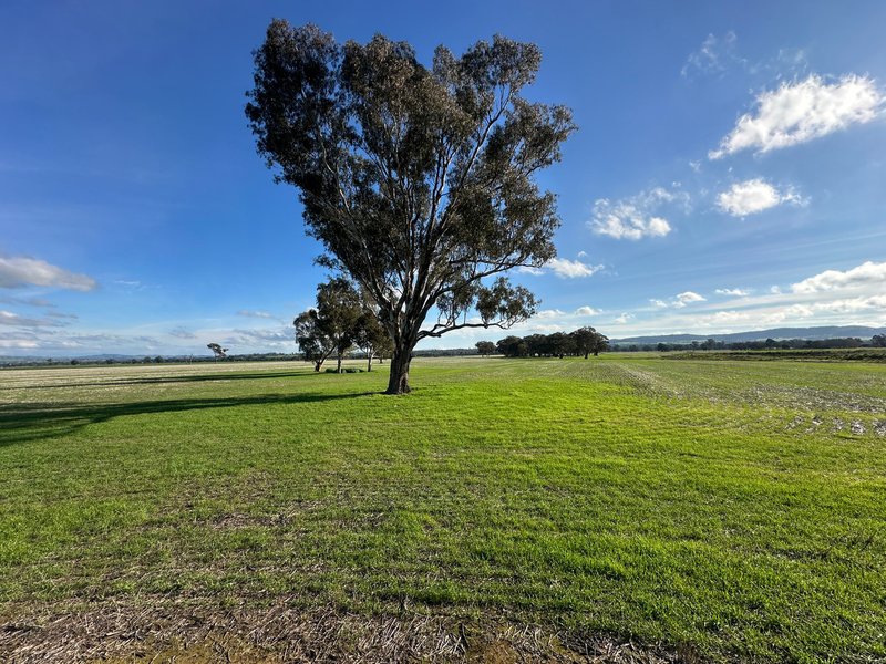 Photo - Lot 61 Rodgers Road, Gerogery NSW 2642 - Image 9