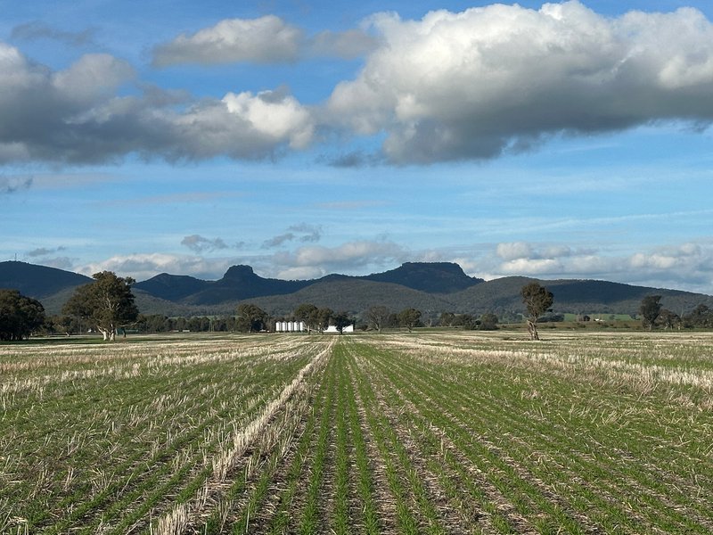 Photo - Lot 61 Rodgers Road, Gerogery NSW 2642 - Image 11