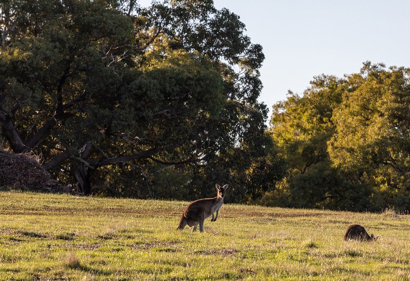 Photo - Lot 625 Mcglew Road, Lower Chittering WA 6084 - Image 10