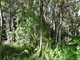 Photo - Lot 69 Fingerfield Road, Rules Beach QLD 4674 - Image 7