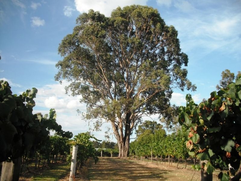 Lot 7 Kelman Estate , Pokolbin NSW 2320