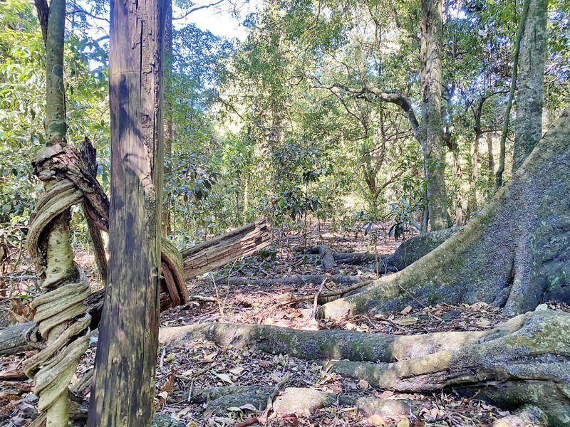 Photo - Lot 8 Bunya Mountains Road, Bunya Mountains QLD 4405 - Image 6