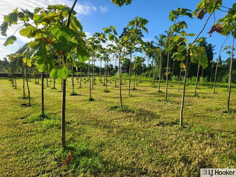 Photo - Lot 9 Andy Sorbello Road, Silky Oak QLD 4854 - Image 5