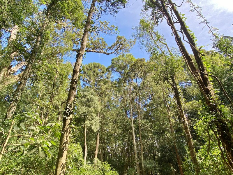 Photo - Lot 9 Bunya Mountains Road, Bunya Mountains QLD 4405 - Image 5