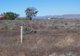 Photo - Lot 9 Mary Mackillop Road, Port Paterson SA 5700 - Image 6