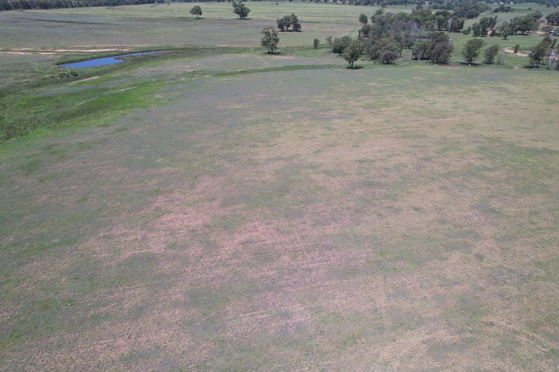 Photo - Lot 90 North Minore Road, Minore NSW 2830 - Image 5