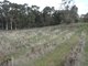 Photo - Lot 98 Needles Road, Williamstown SA 5351 - Image 10