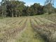 Photo - Lot 98 Needles Road, Williamstown SA 5351 - Image 18